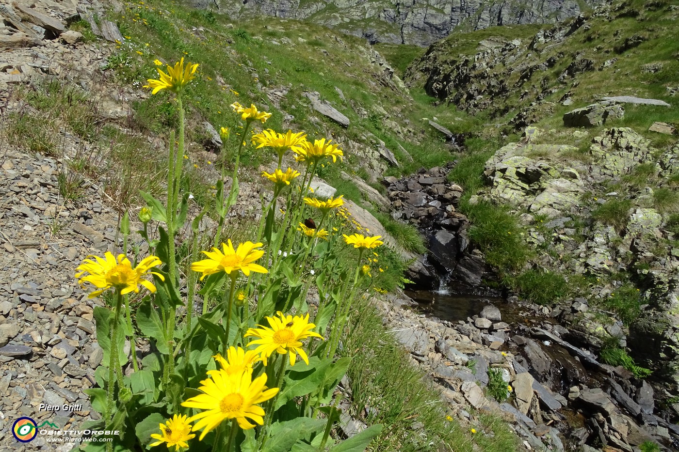 34 Doronico dei macereti (Doronicum grandiflorum).JPG